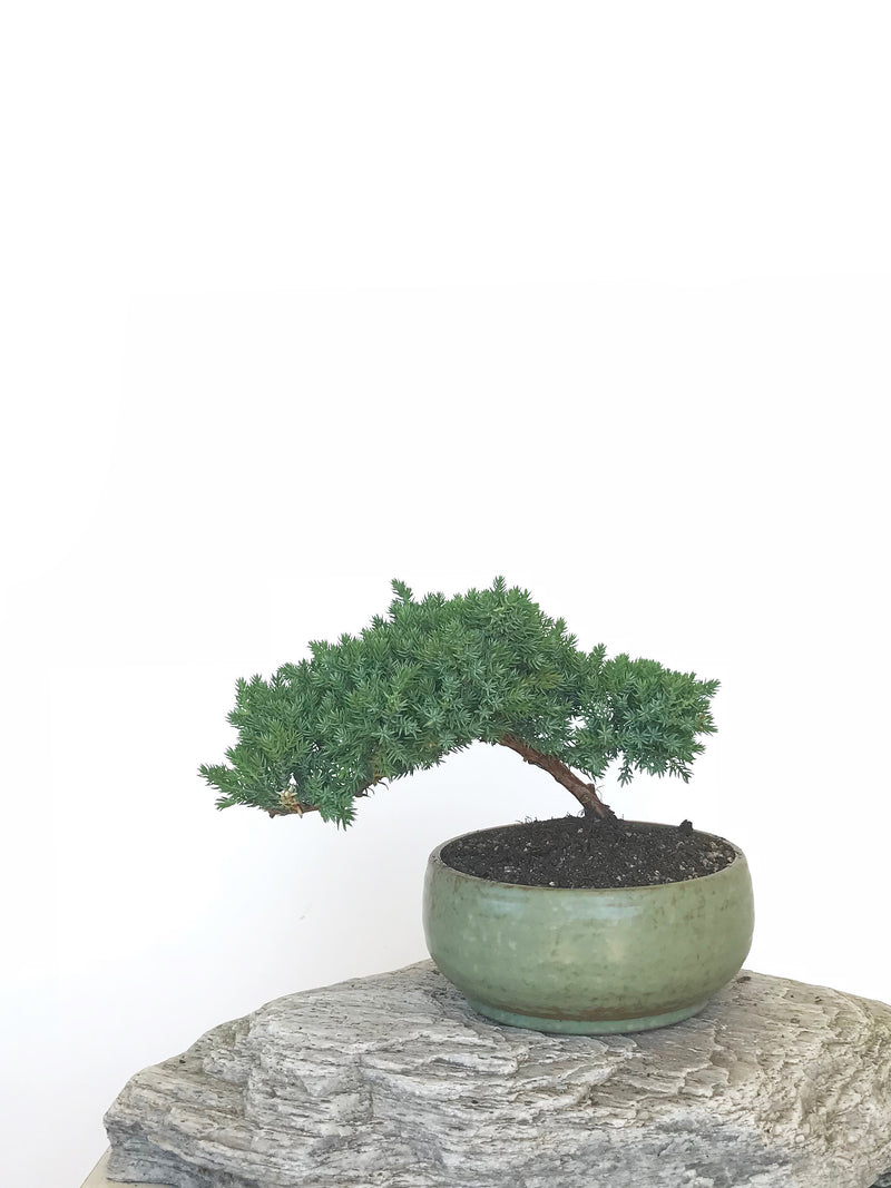 JAPANESE JUNIPER (JP1809304) - MiniGardens NZ