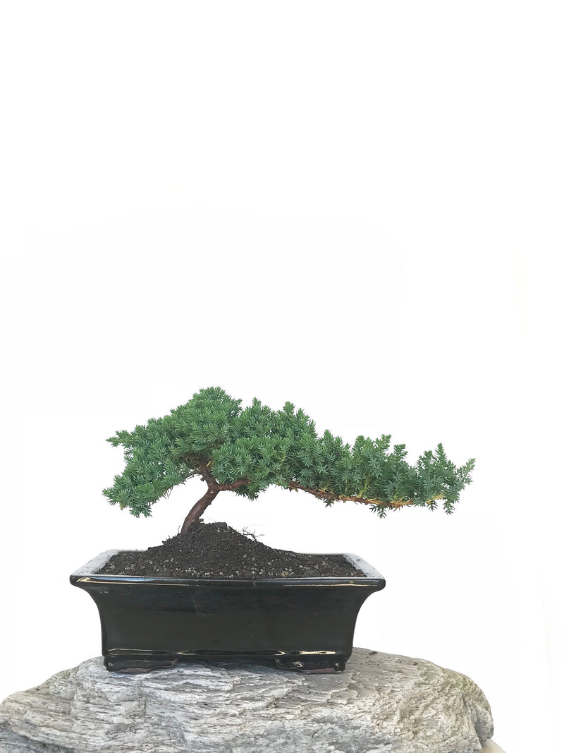 JAPANESE JUNIPER (JP1809305) - MiniGardens NZ