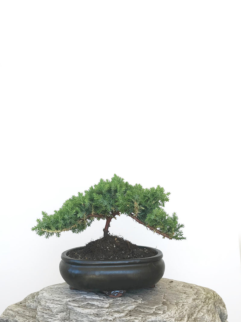 JAPANESE JUNIPER (JP1809308) - MiniGardens NZ