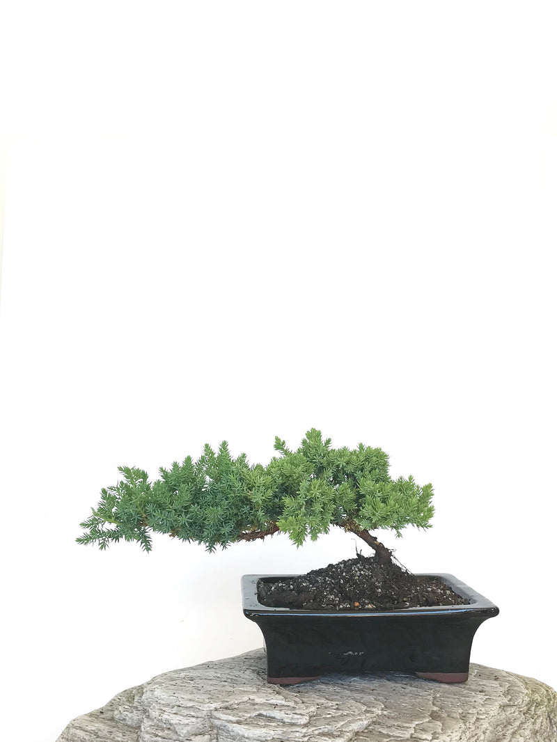 JAPANESE JUNIPER (JP1809309) - MiniGardens NZ
