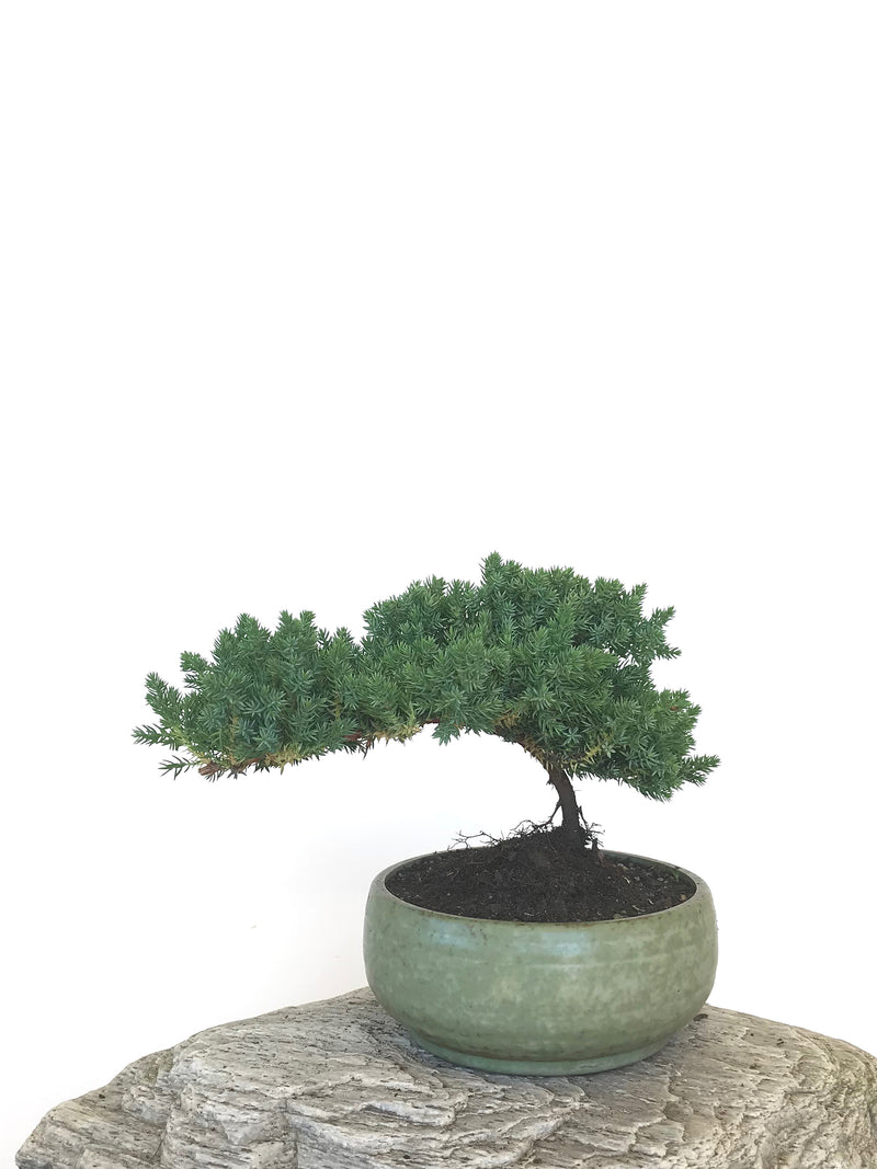 JAPANESE JUNIPER (JP1809310) - MiniGardens NZ