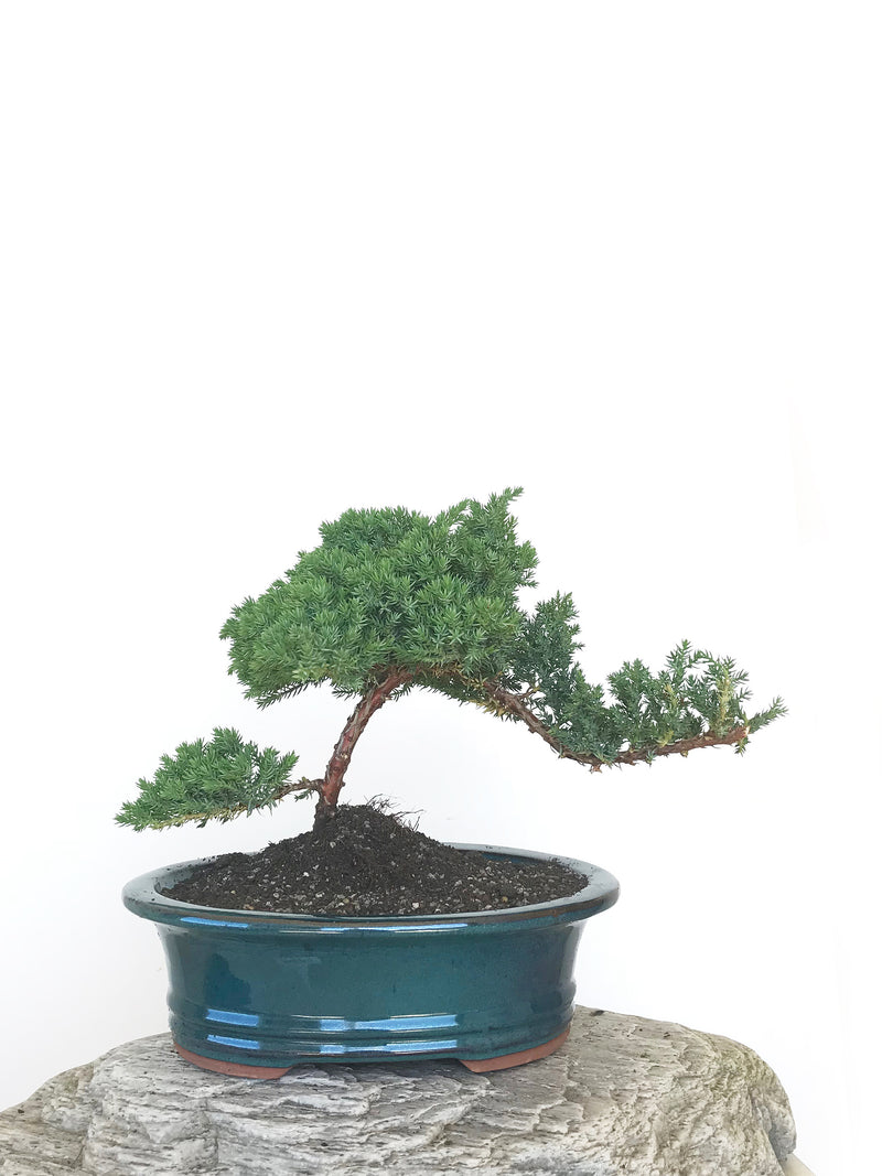 JAPANESE JUNIPER (JP1809311) - MiniGardens NZ