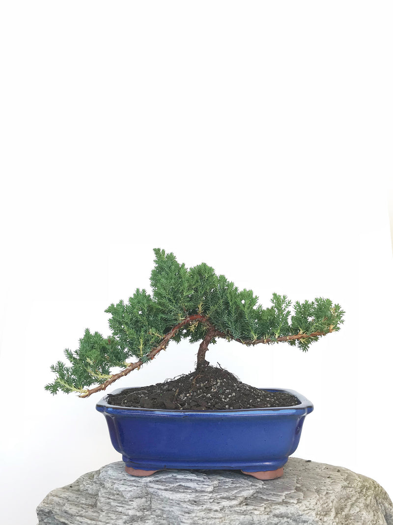 JAPANESE JUNIPER (JP1809312) - MiniGardens NZ