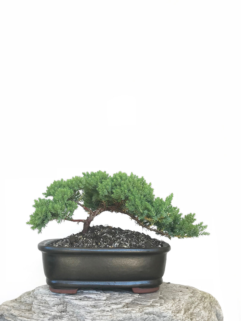 JAPANESE JUNIPER (JP1809313) - MiniGardens NZ