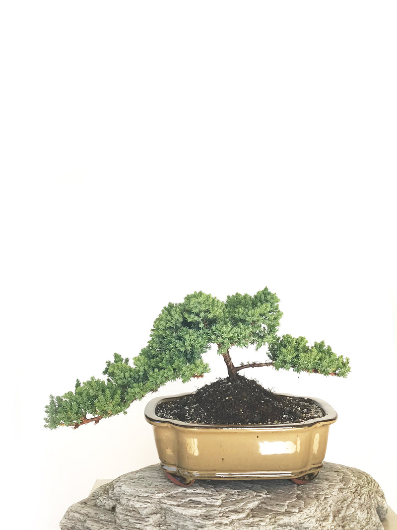 JAPANESE JUNIPER (JP1901314) - MiniGardens NZ