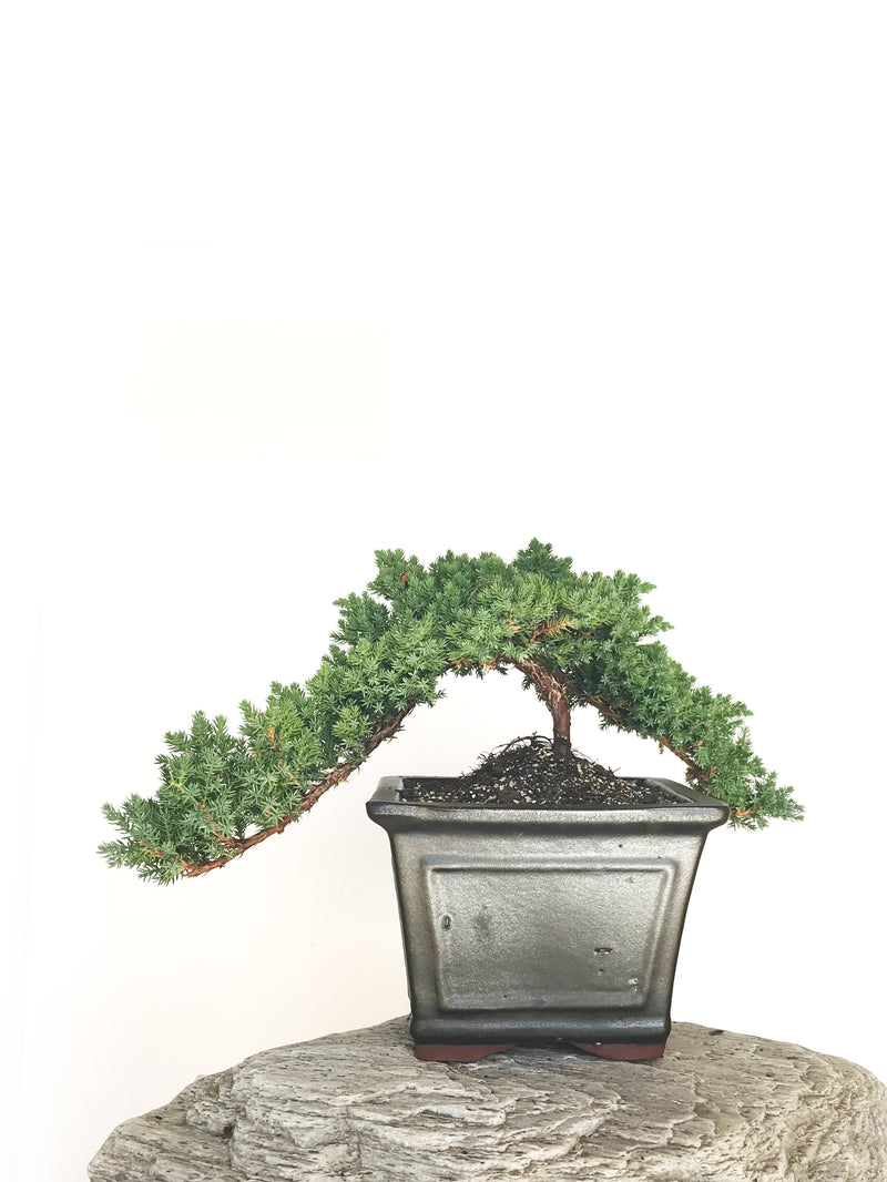 JAPANESE JUNIPER (JP1901316) - MiniGardens NZ