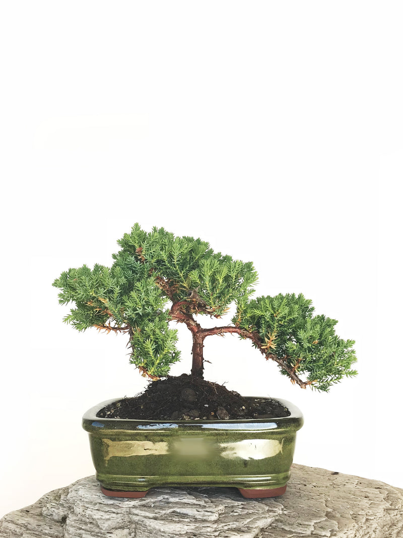 JAPANESE JUNIPER (JP1901317) - MiniGardens NZ