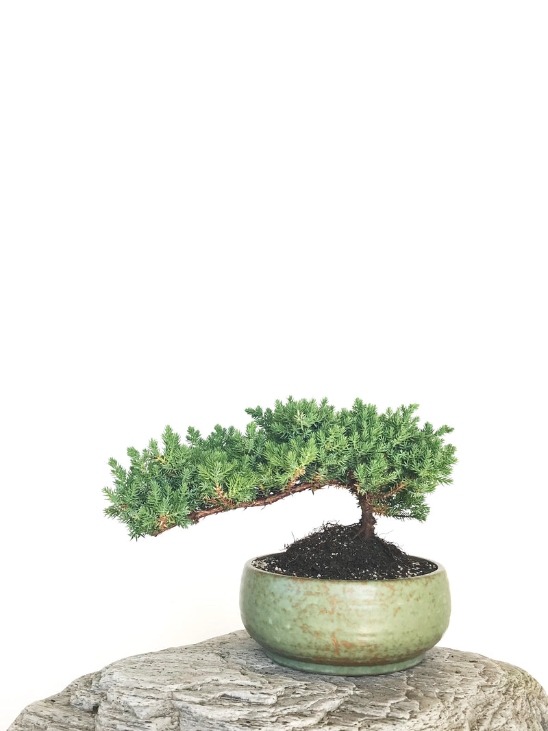 JAPANESE JUNIPER (JP1901318) - MiniGardens NZ