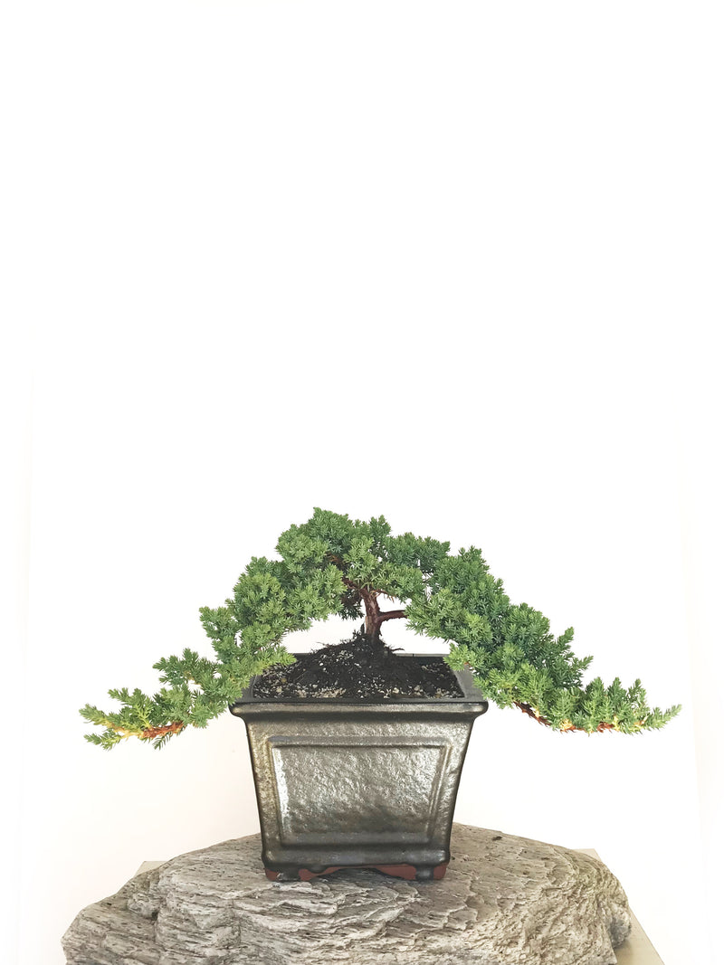 JAPANESE JUNIPER (JP1901319) - MiniGardens NZ