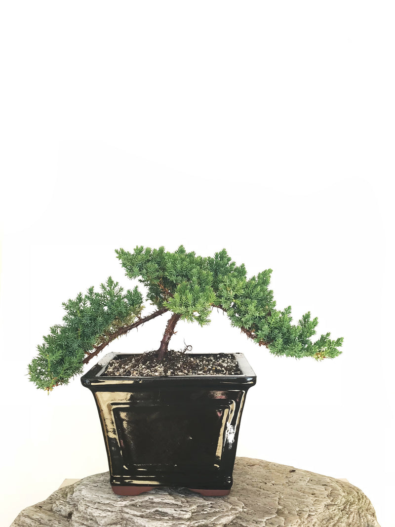 JAPANESE JUNIPER (JP1901320) - MiniGardens NZ