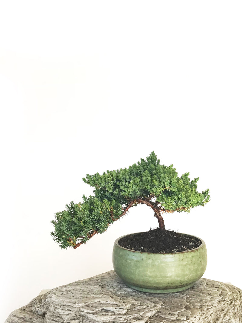 JAPANESE JUNIPER (JP1901321) - MiniGardens NZ