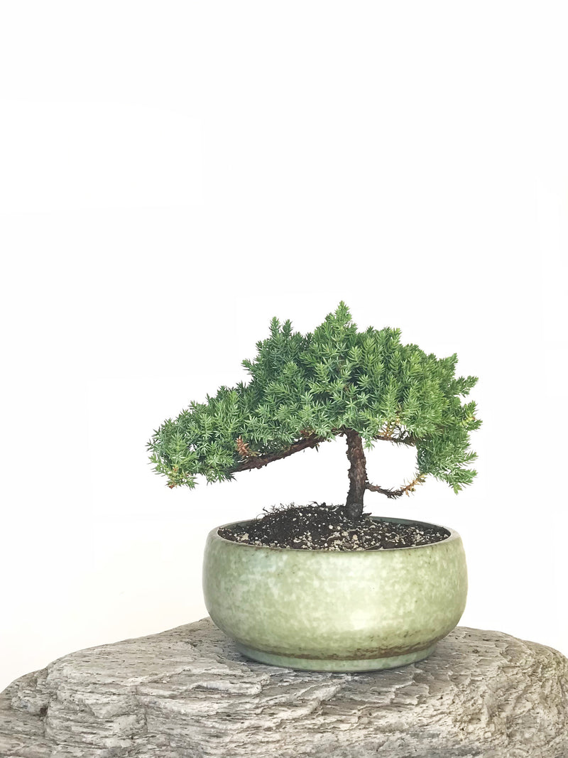 JAPANESE JUNIPER (JP1901323) - MiniGardens NZ