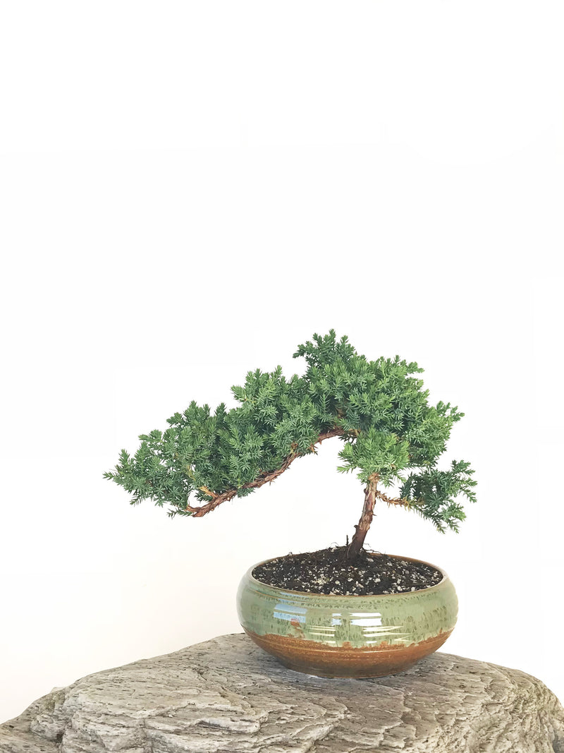 JAPANESE JUNIPER (JP1901324) - MiniGardens NZ