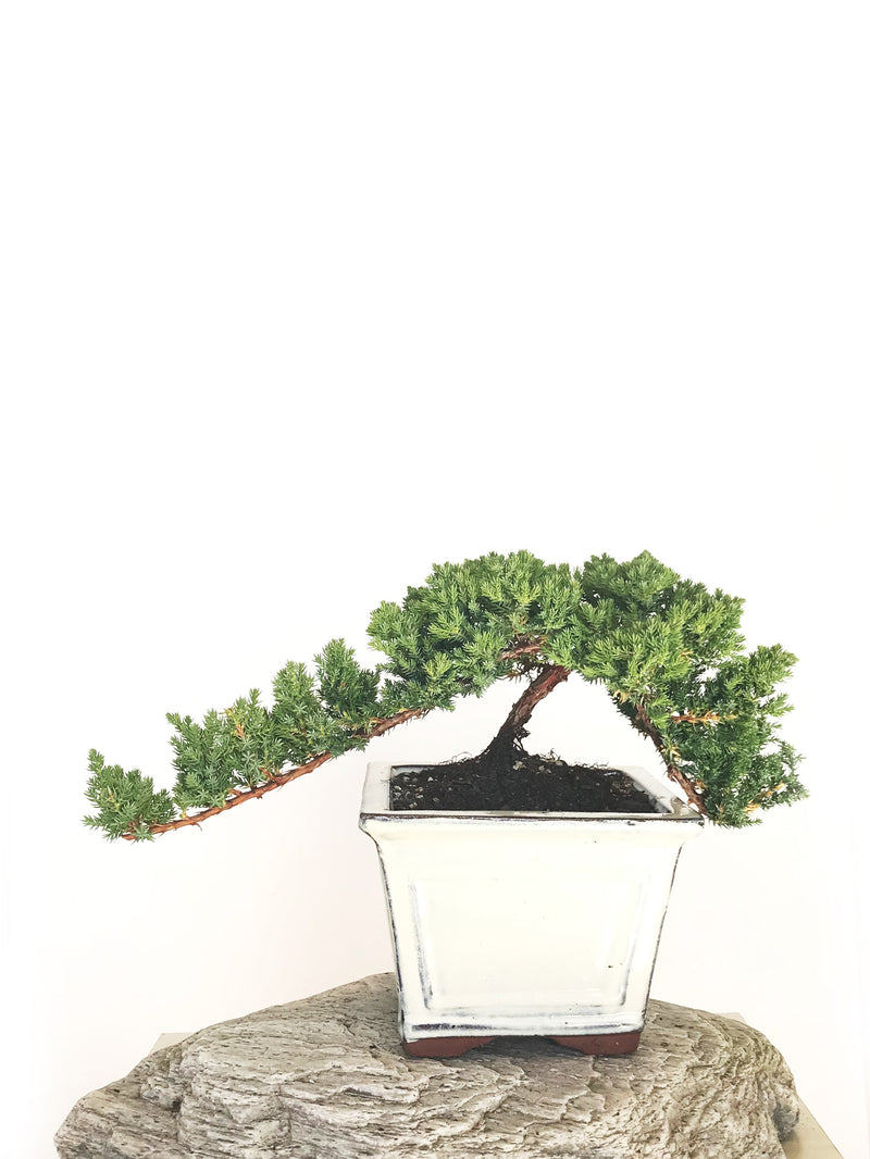 JAPANESE JUNIPER (JP1901325) - MiniGardens NZ
