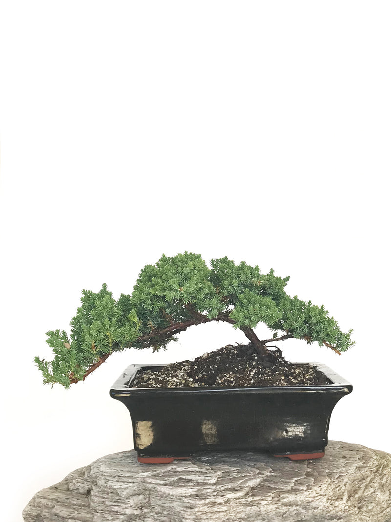JAPANESE JUNIPER (JP1901327) - MiniGardens NZ