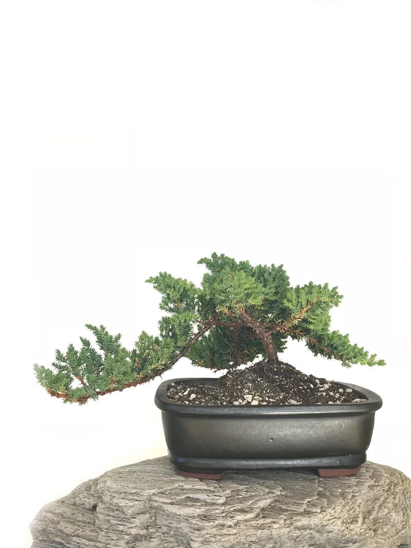 JAPANESE JUNIPER (JP1901328) - MiniGardens NZ