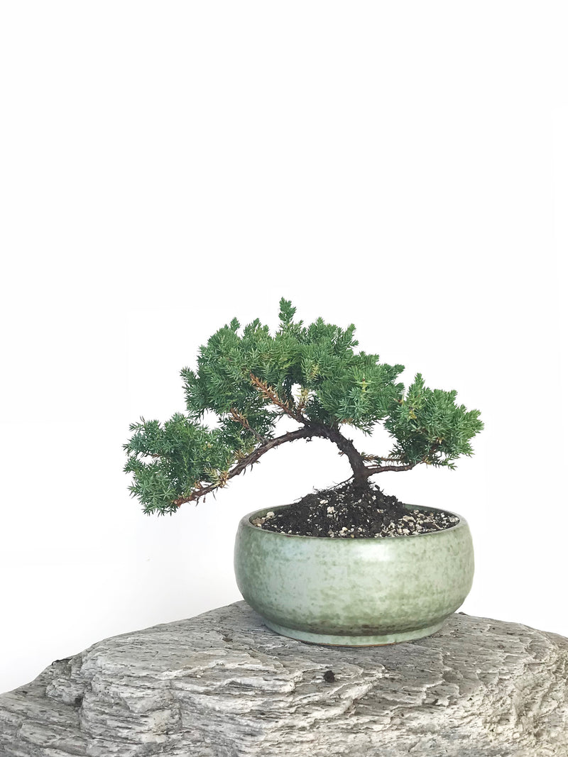 JAPANESE JUNIPER (JP1901331) - MiniGardens NZ