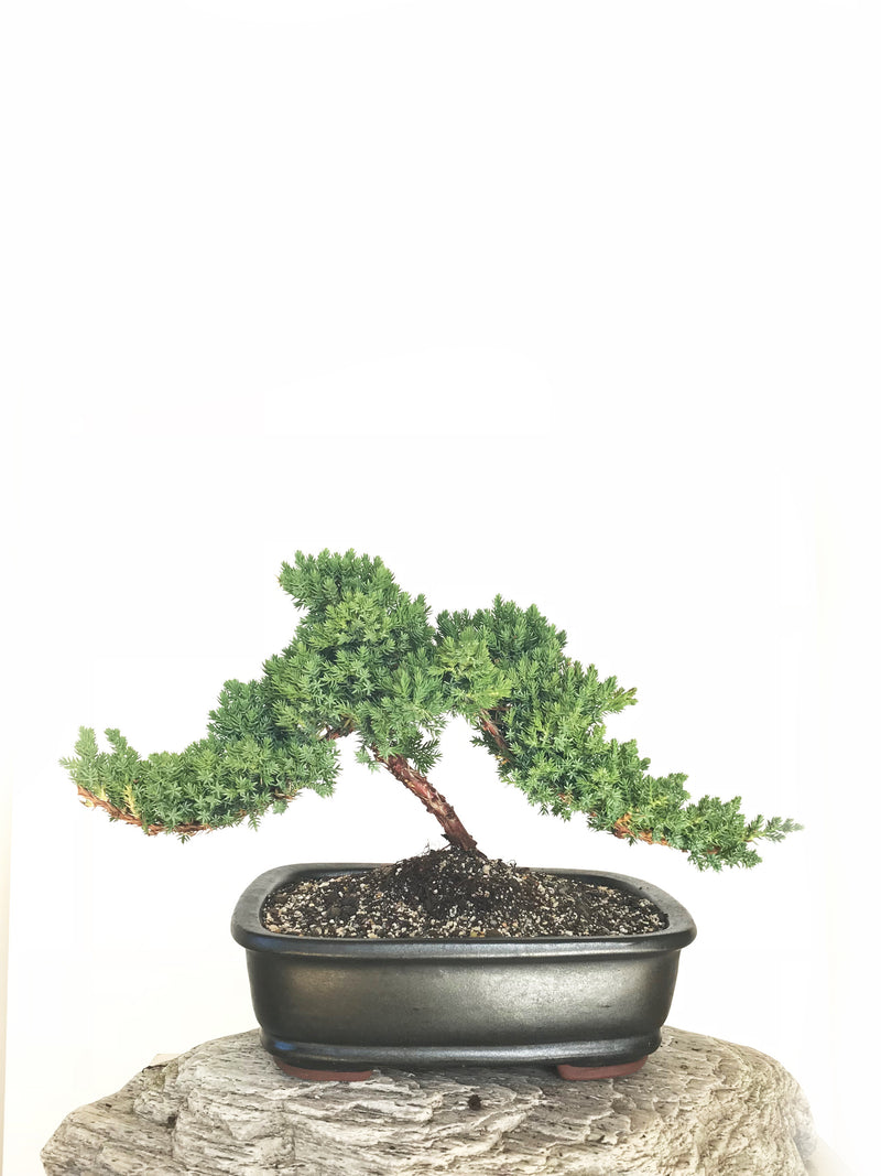 JAPANESE JUNIPER (JP1901332) - MiniGardens NZ
