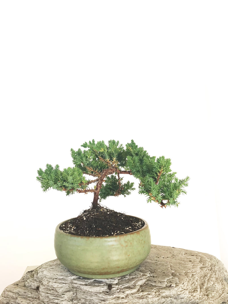 JAPANESE JUNIPER (JP1901333) - MiniGardens NZ