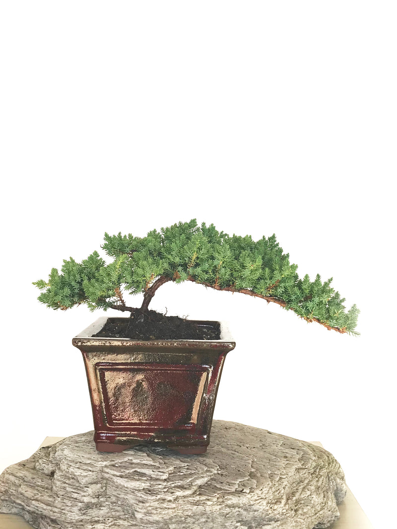 JAPANESE JUNIPER (JP1901334) - MiniGardens NZ