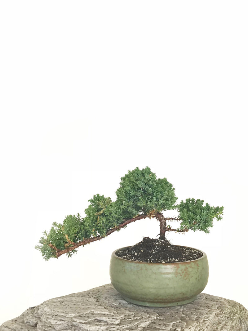 JAPANESE JUNIPER (JP1901335) - MiniGardens NZ