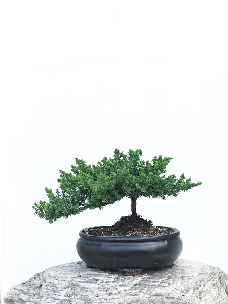 JAPANESE JUNIPER (JP1901337) - MiniGardens NZ