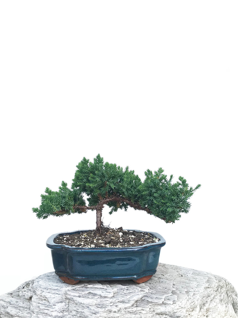 JAPANESE JUNIPER (JP1901338) - MiniGardens NZ