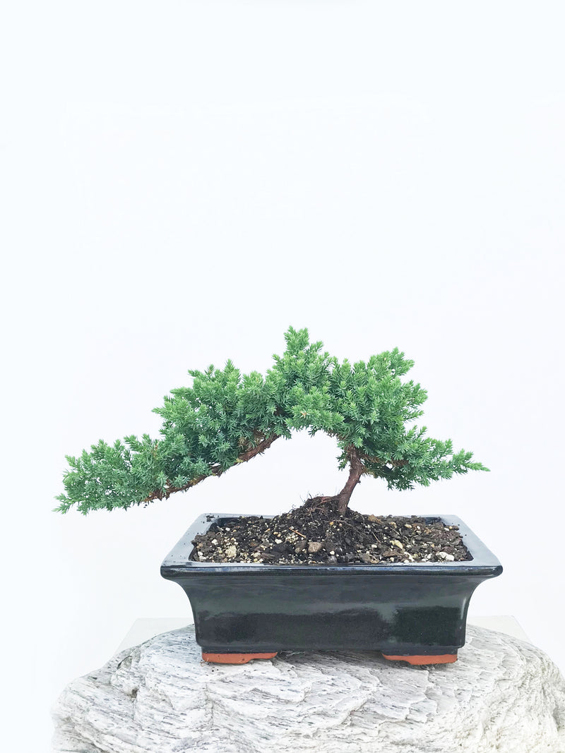 JAPANESE JUNIPER (JP1901339) - MiniGardens NZ