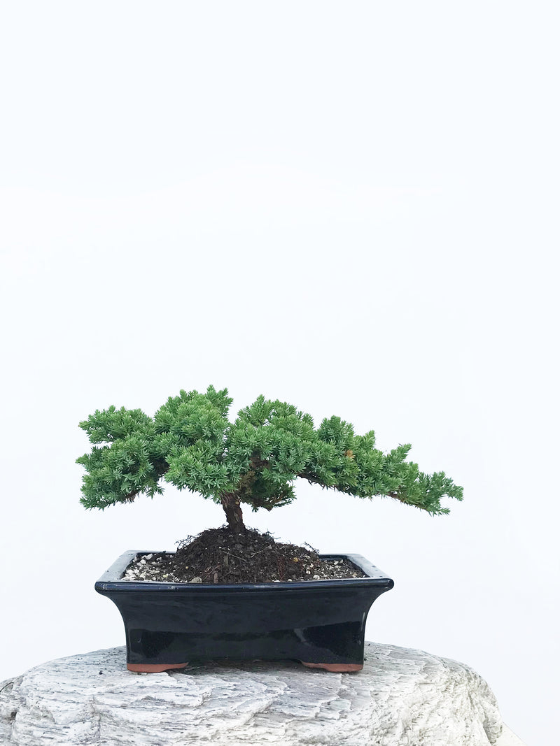 JAPANESE JUNIPER (JP1901340) - MiniGardens NZ