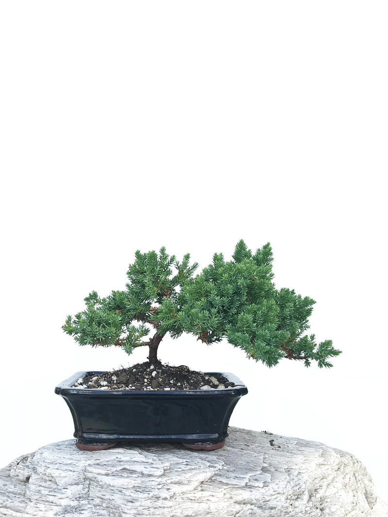 JAPANESE JUNIPER (JP1901341) - MiniGardens NZ