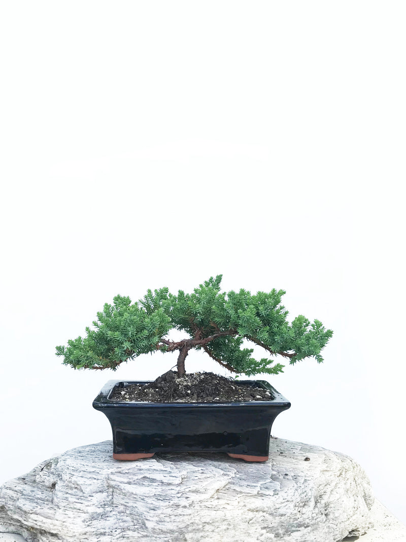 JAPANESE JUNIPER (JP1901342) - MiniGardens NZ