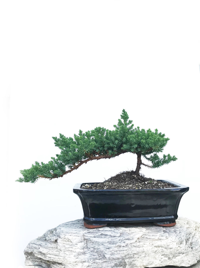 JAPANESE JUNIPER (JP1901344) - MiniGardens NZ