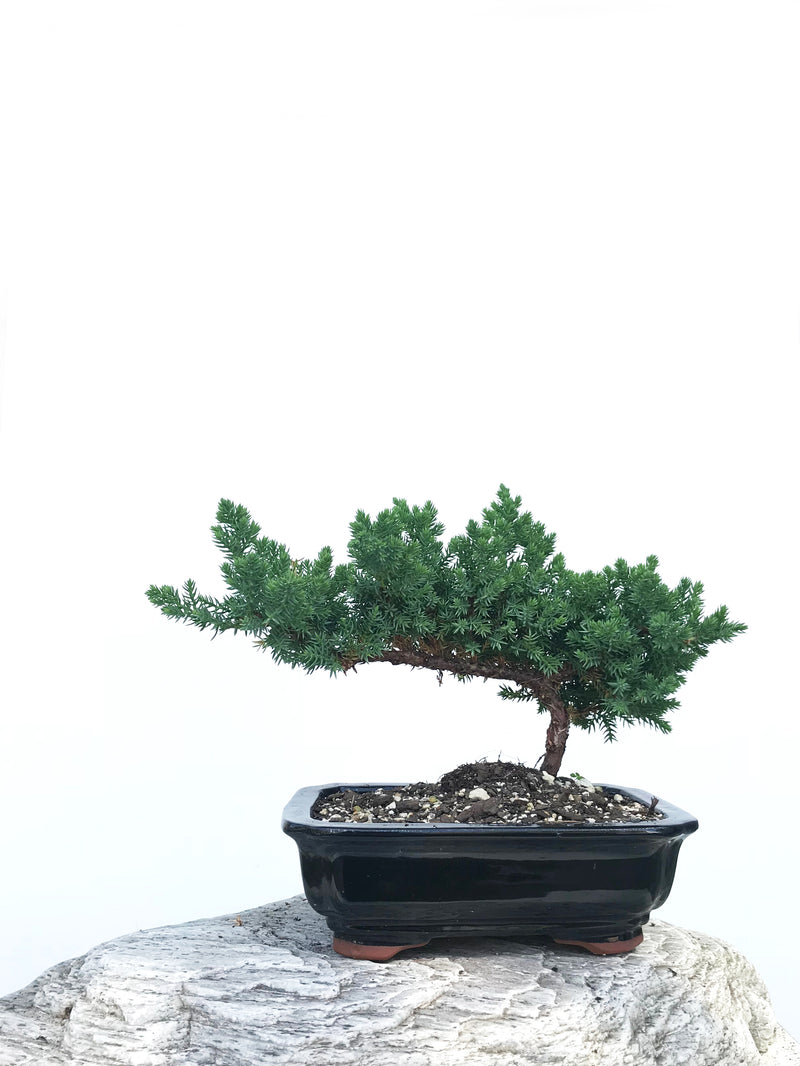 JAPANESE JUNIPER (JP1901345) - MiniGardens NZ
