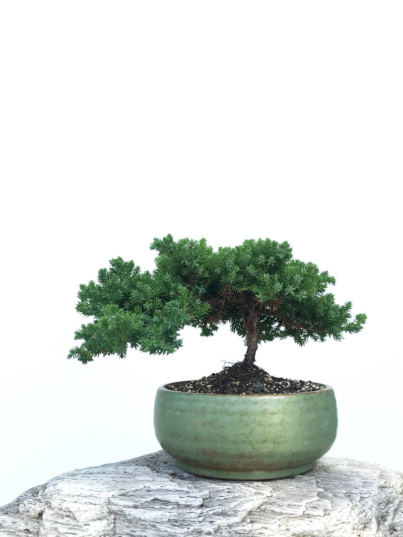 JAPANESE JUNIPER (JP1901346) - MiniGardens NZ