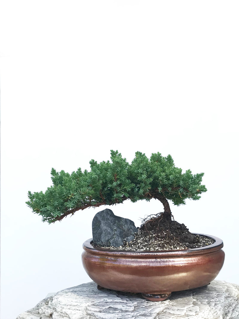 JAPANESE JUNIPER (JP1901347) - MiniGardens NZ
