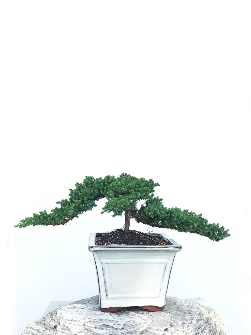JAPANESE JUNIPER (JP1901348) - MiniGardens NZ