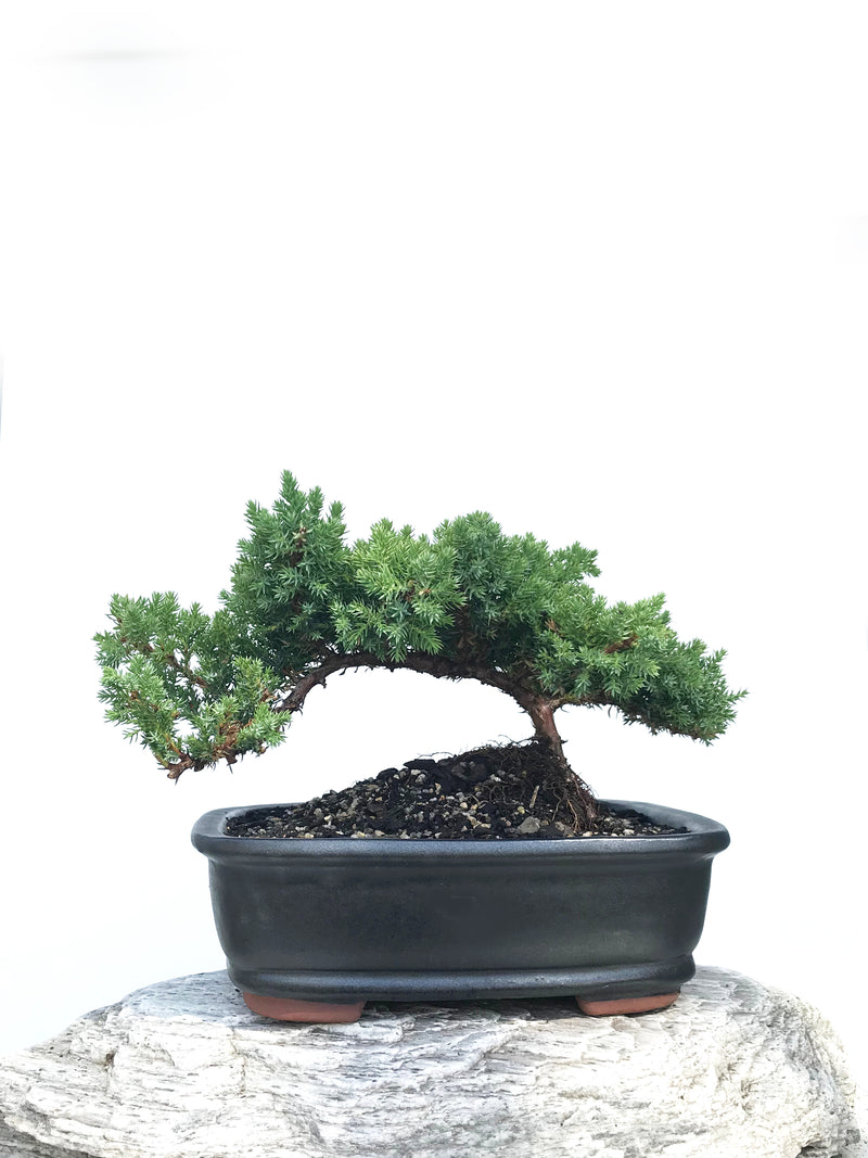 JAPANESE JUNIPER (JP1901350) - MiniGardens NZ
