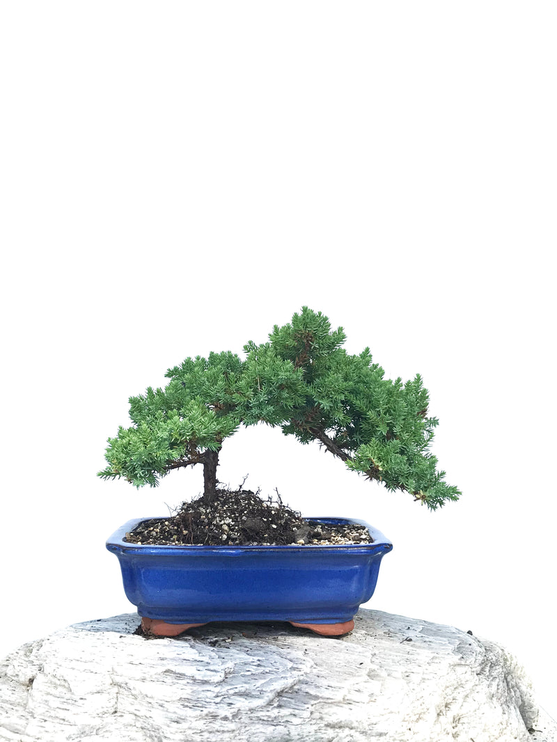 JAPANESE JUNIPER (JP1901351) - MiniGardens NZ