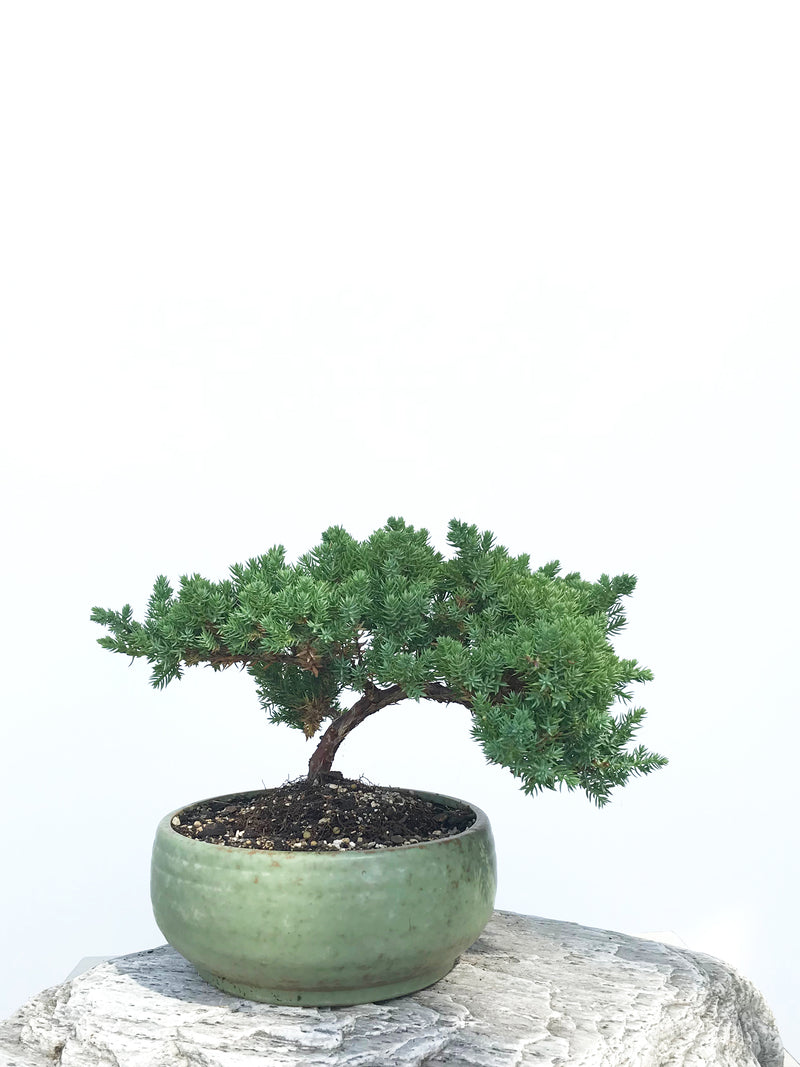 JAPANESE JUNIPER (JP1901352) - MiniGardens NZ