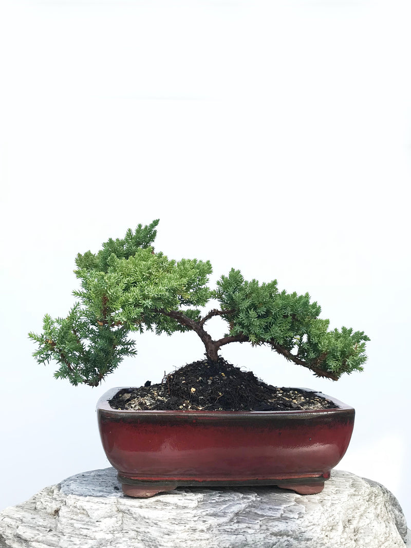 JAPANESE JUNIPER (JP1901355) - MiniGardens NZ