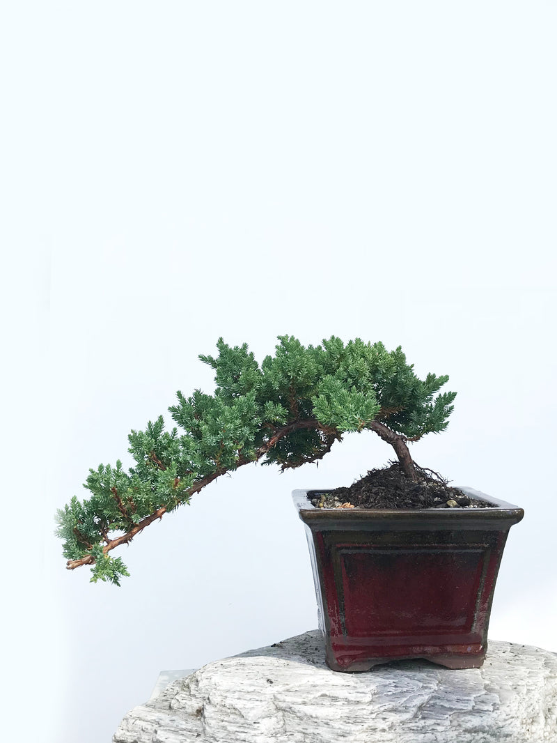JAPANESE JUNIPER (JP1901356) - MiniGardens NZ