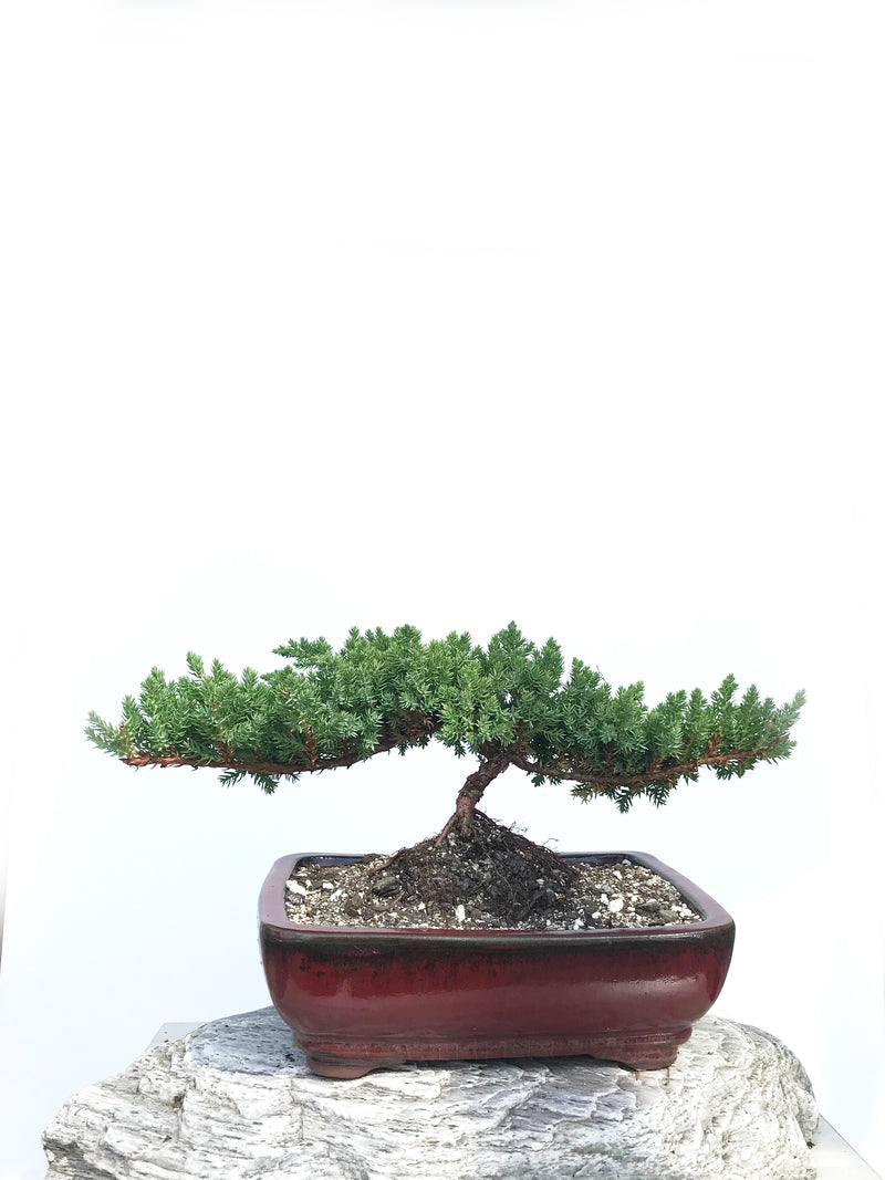JAPANESE JUNIPER (JP1901357) - MiniGardens NZ