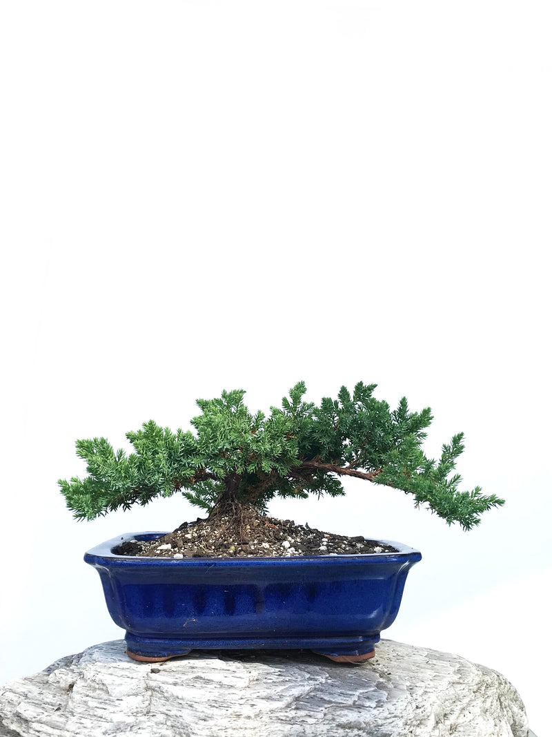 JAPANESE JUNIPER (JP1901359) - MiniGardens NZ
