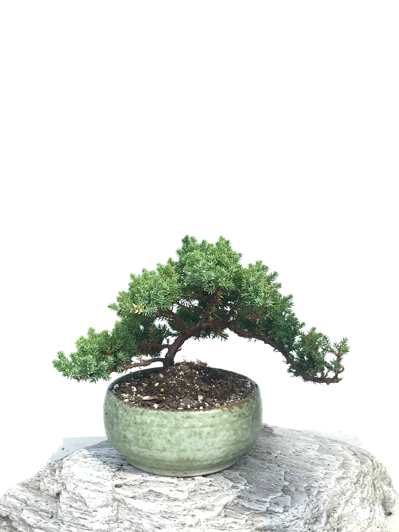 JAPANESE JUNIPER (JP1901360) - MiniGardens NZ