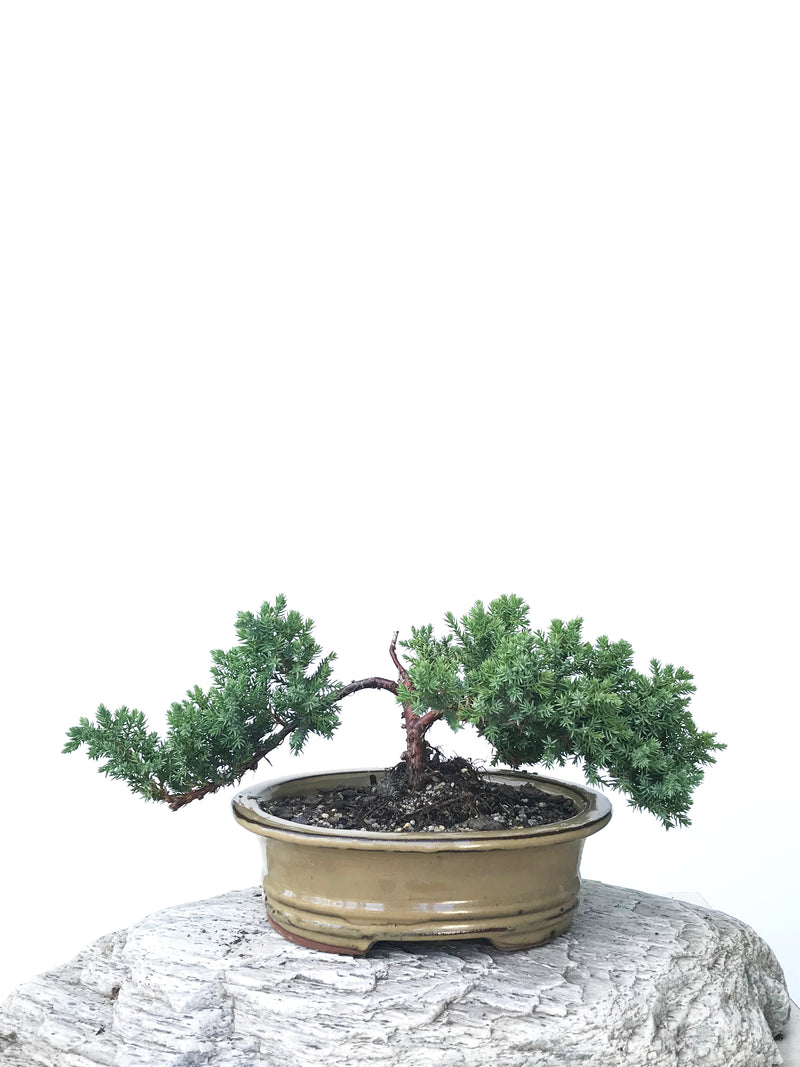 JAPANESE JUNIPER (JP1901361) - MiniGardens NZ