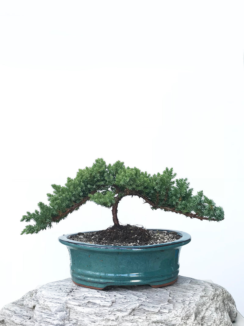 JAPANESE JUNIPER (JP1901362) - MiniGardens NZ