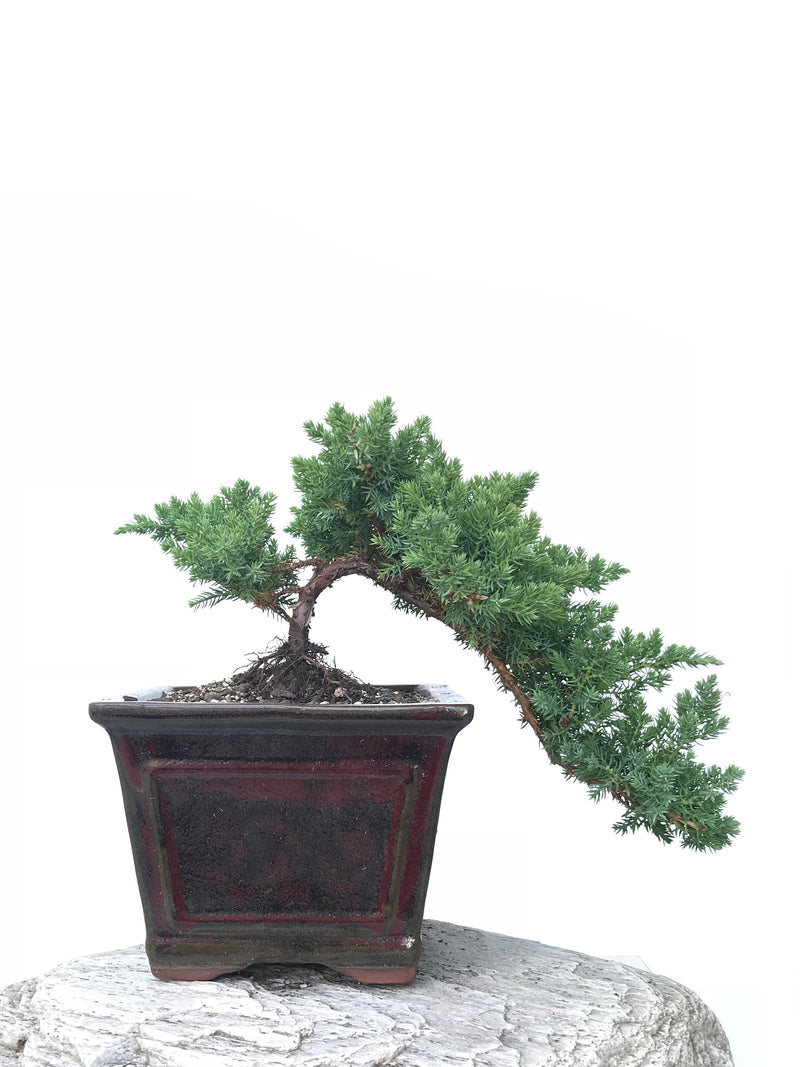 JAPANESE JUNIPER (JP1901363) - MiniGardens NZ