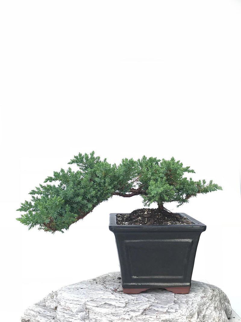 JAPANESE JUNIPER (JP1901364) - MiniGardens NZ