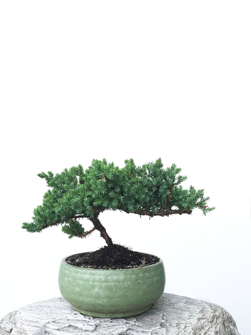 JAPANESE JUNIPER (JP1901365) - MiniGardens NZ