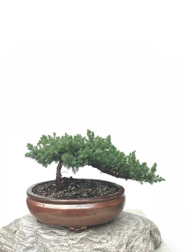 JAPANESE JUNIPER (JP1902366) - MiniGardens NZ